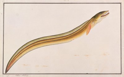 Pike Conger, from Drawings of Fishes from Malacca, c.1805-18 by Chinese School